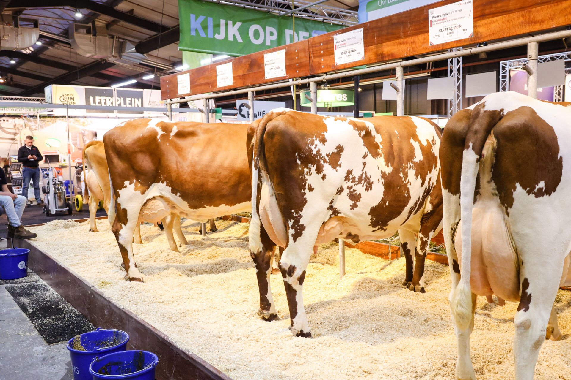 Drie roodbonte melkkoeien op een landbouwbeurs