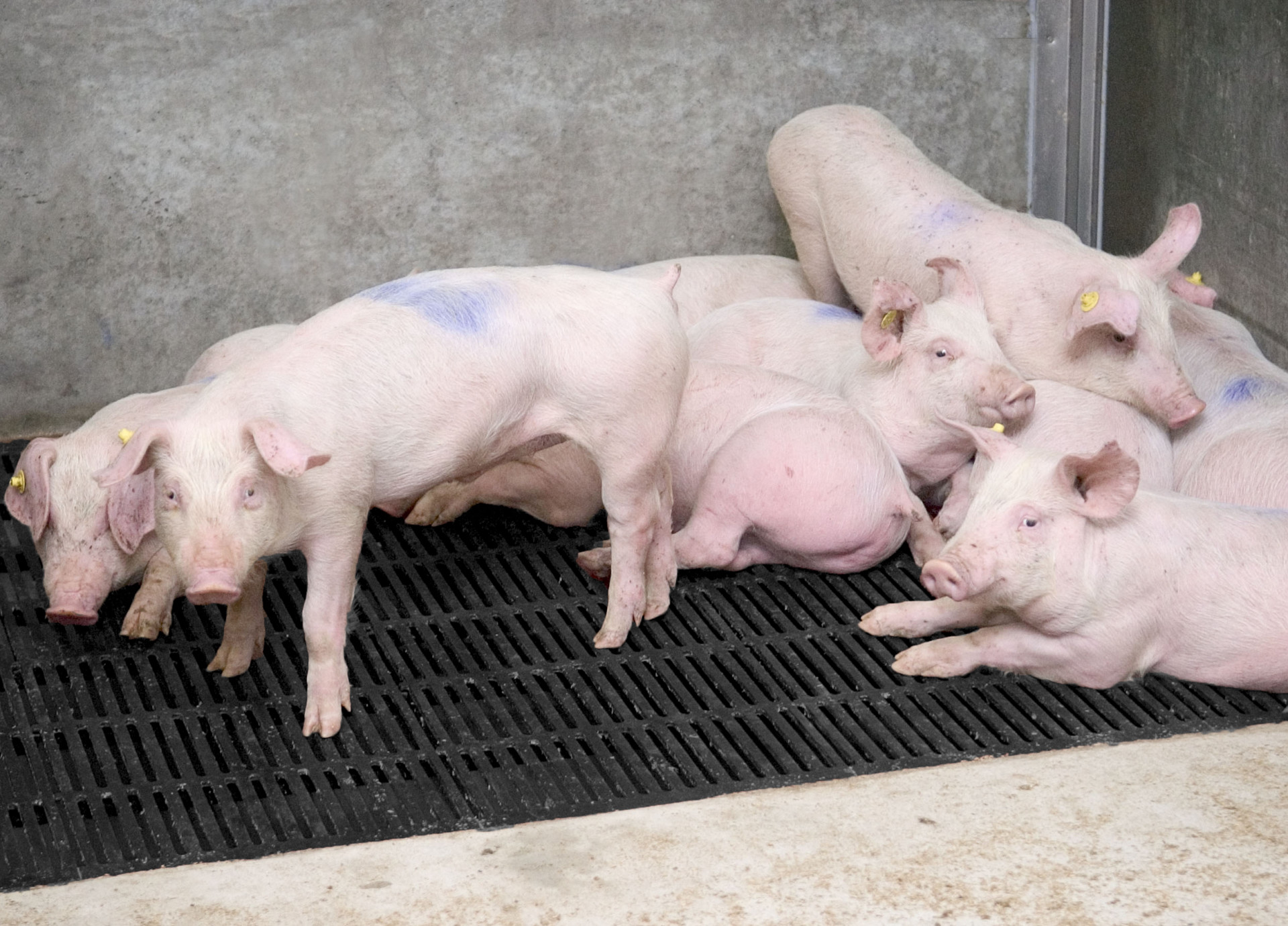 Cast iron stable grids