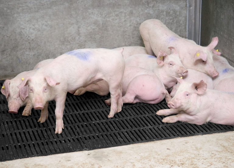 Topfloor gietijzeren stalroosters