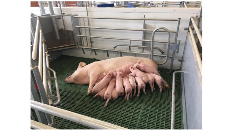 Free-exit farrowing crates