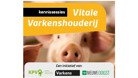 Schweine – Online-Wissenssitzungen