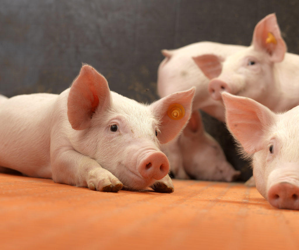 Higher returns are in the farrowing stable!