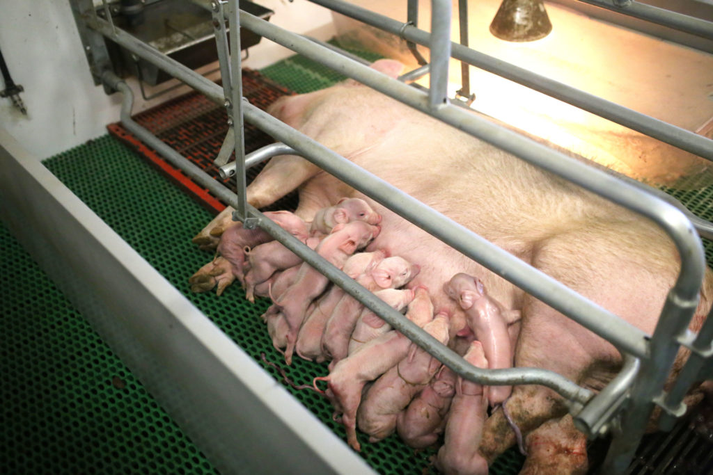 Hittestress: een aanslag op welzijn van elk varken