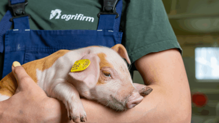 Gesundes Klima in der Abferkelbucht