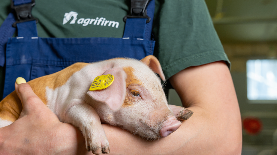 Gesundes Klima in der Abferkelbucht