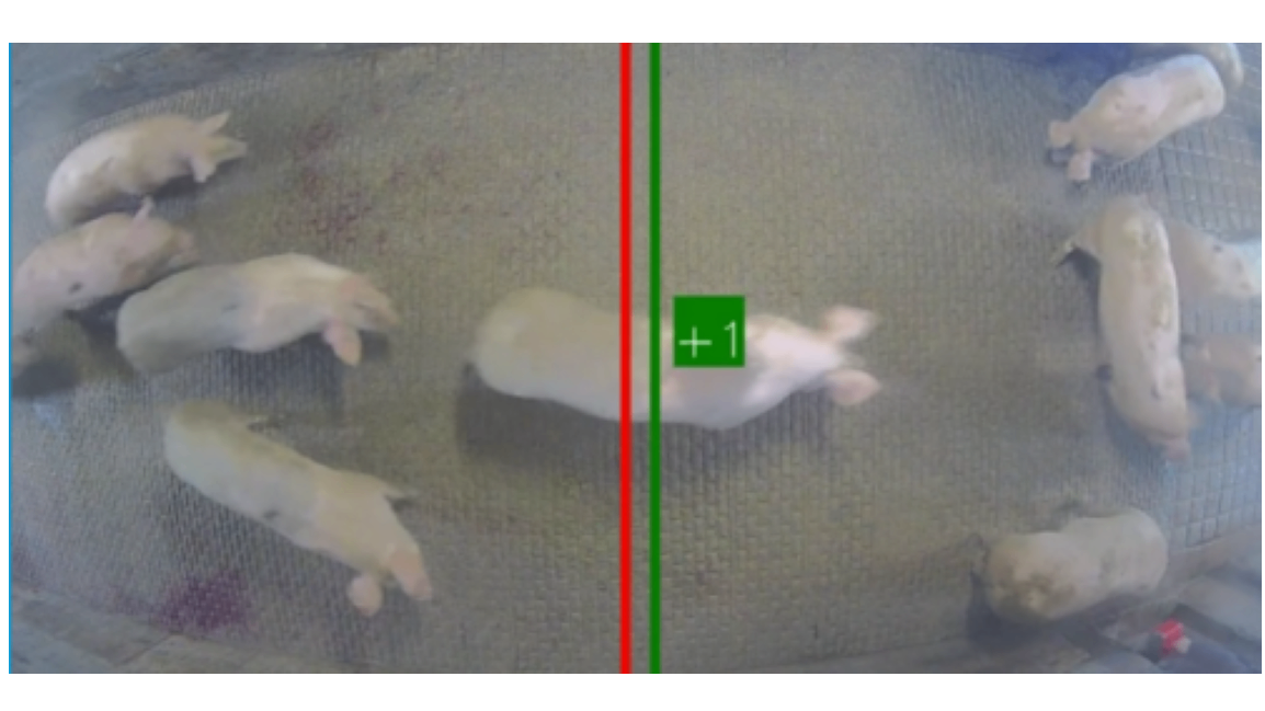 AnimalCounter