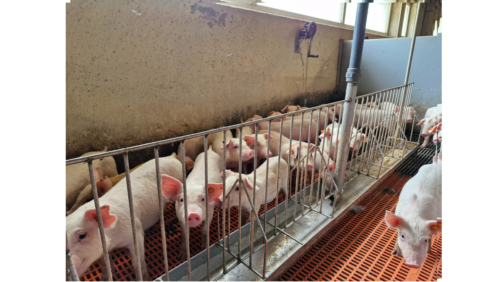 Mehr Ertrag durch den richtigen Einsatz von Säuregemischen in Nassfutter