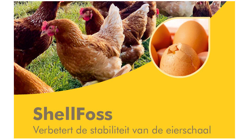 ShellFoss Verbetert de stabiliteit van de eierschaal
