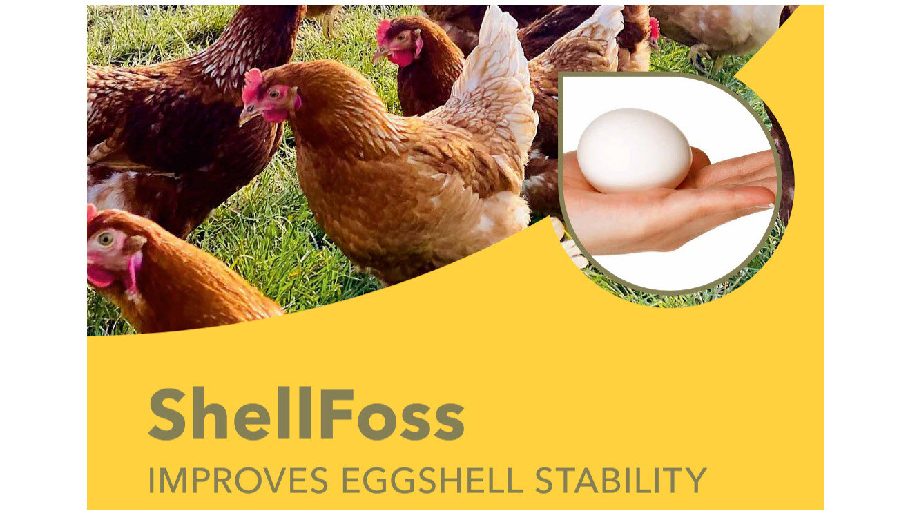 ShellFoss Improves eggshell stability