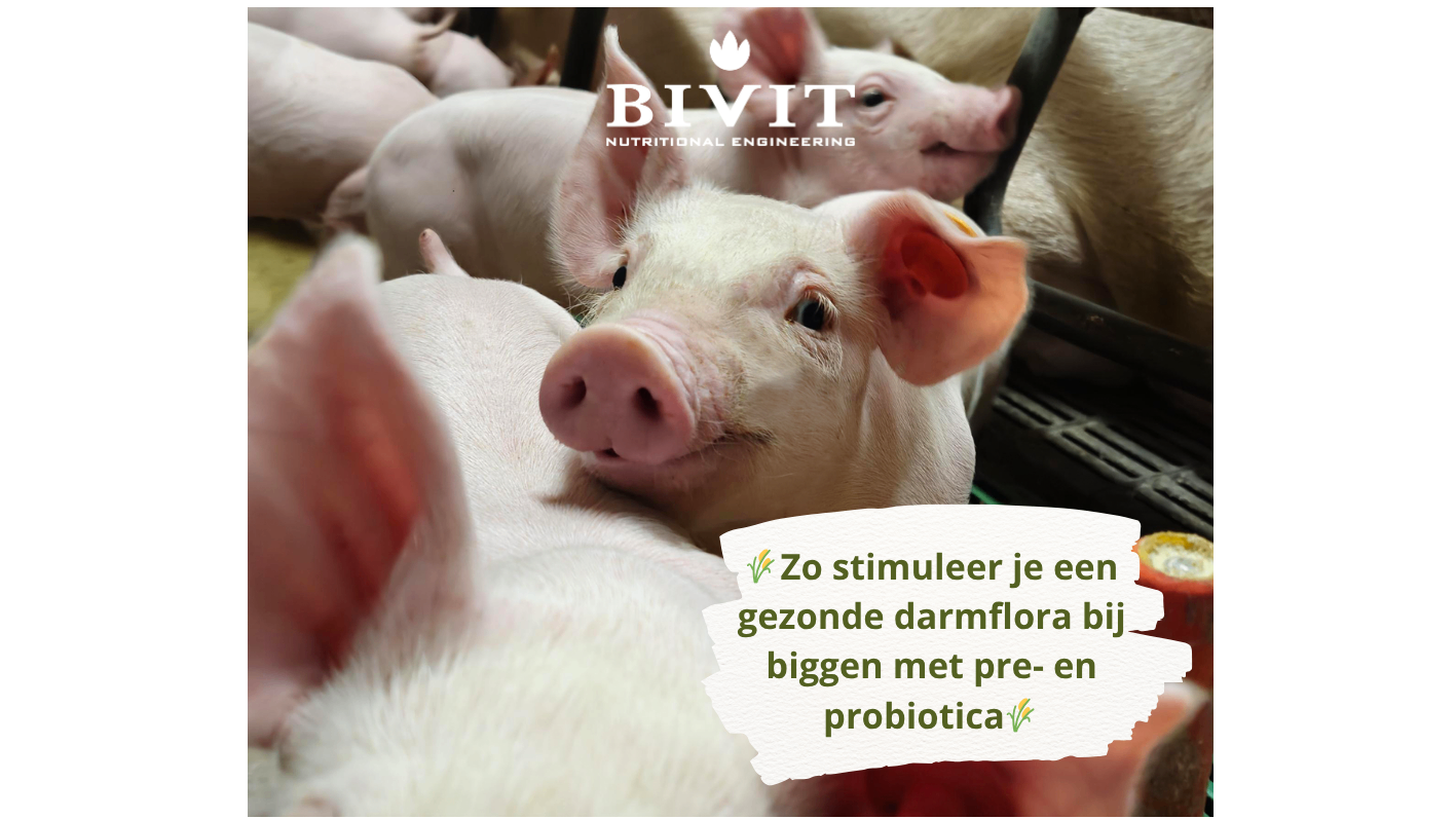 So fördern Sie eine gesunde Darmflora bei Ferkeln mit Prä- und Probiotika