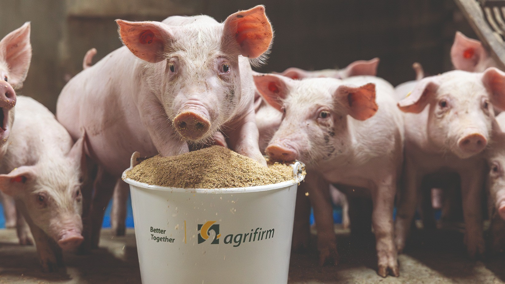 Voordelen Crunch voor varkens