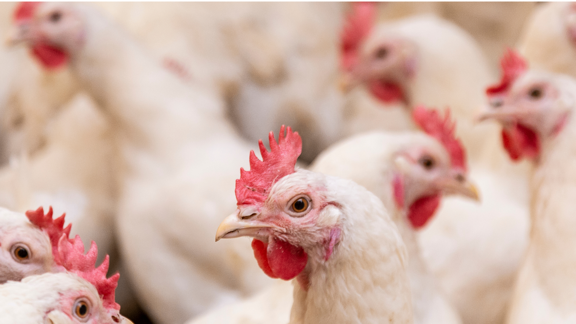 Pluimveebedrijf stemactie