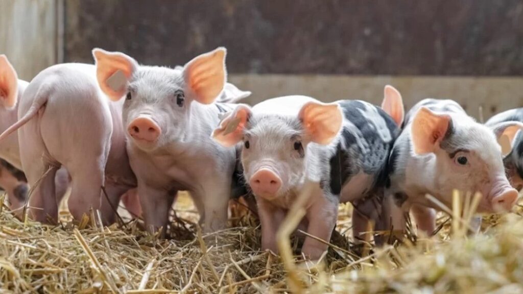 Physio-Nutrition for Modern Pigs:  Understanding Energy Metabolism, Protein Kinetics of Absorption And Fiber Fermentation in Swine Feeding