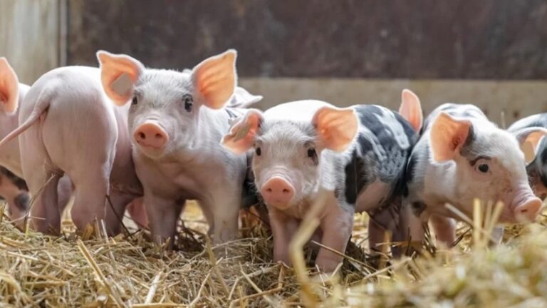 Physio-Nutrition for Modern Pigs: Understanding Energy Metabolism, Protein Kinetics of Absorption And Fiber Fermentation in Swine Feeding