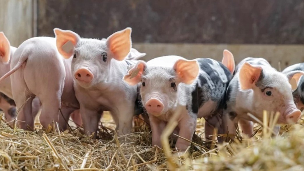 Physio-Nutrition for Modern Pigs:  Understanding Energy Metabolism, Protein Kinetics of Absorption And Fiber Fermentation in Swine Feeding