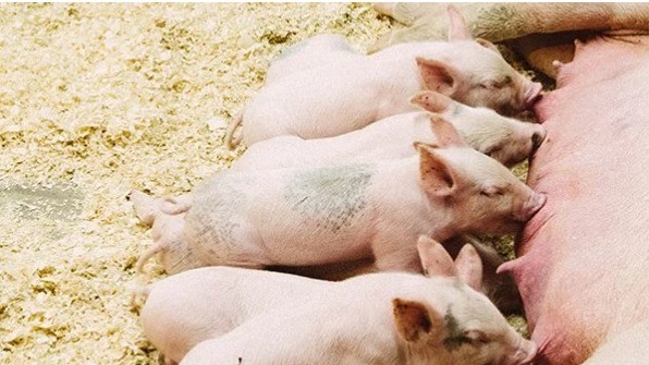 Benefits of Saccharomyces cerevisiae var. boulardii on Sow Body Condition and Reproductive Performance During Heat Stress Periods