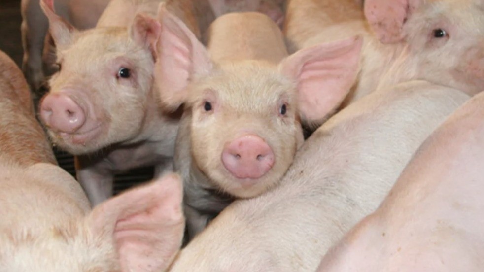 Feeding The Gut, Feeding The Piglet: How A Specific Postbiotic Yeast Can Help Piglets Cope With Physiological Challenges Around Weaning