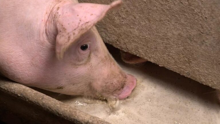 How to ensure liquid feed hygiene?