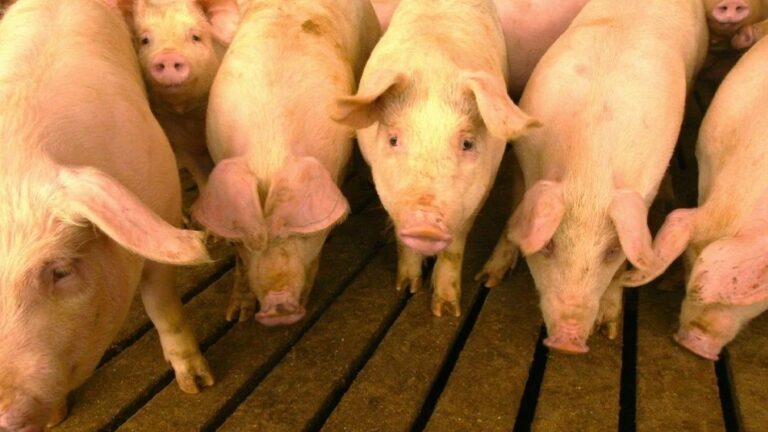 Empowering the gut efficiency of fattening pigs to optimize production costs with live yeast