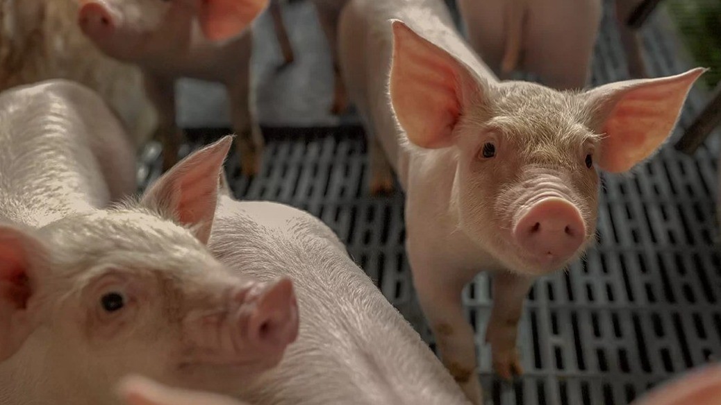 A unique microbiological approach to piglet management in the farrowing room
