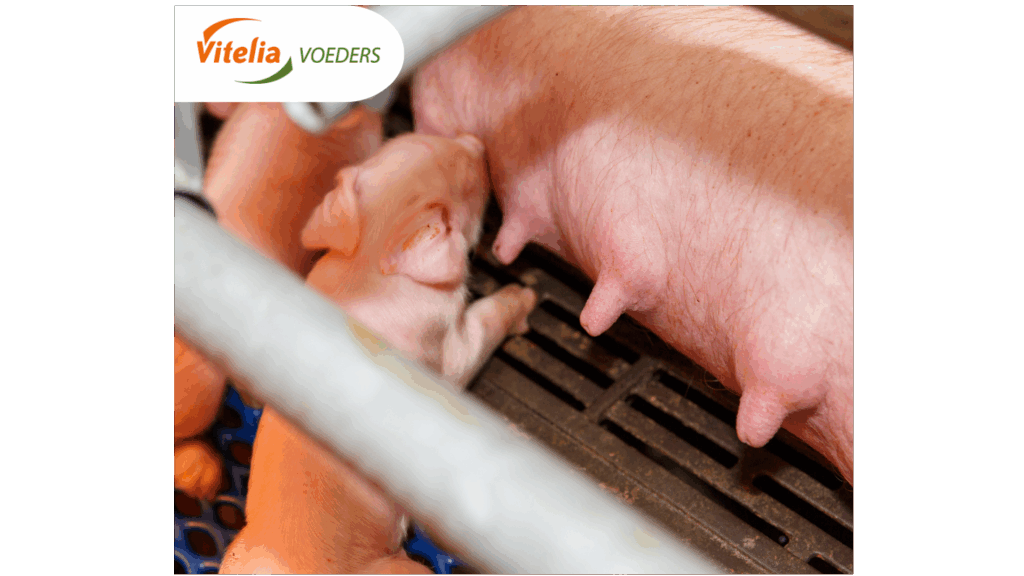 Technische Ergebnisse bei Sauen und Mastschweinen steigen erneut