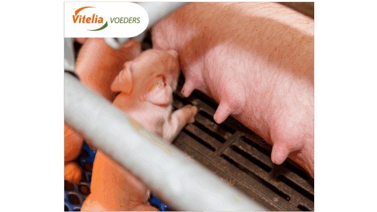 Technische Ergebnisse bei Sauen und Mastschweinen steigen erneut