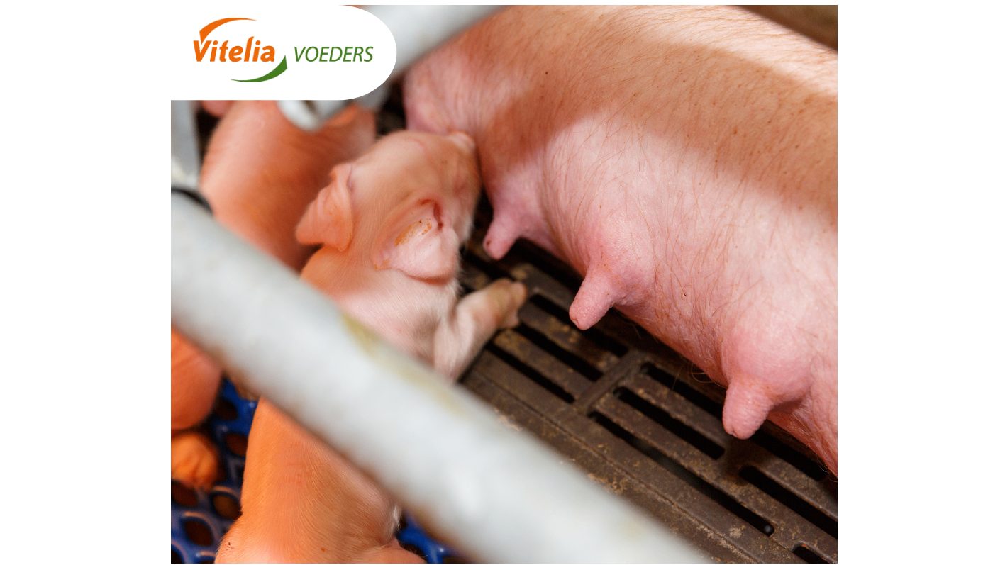 Technische Ergebnisse bei Sauen und Mastschweinen steigen erneut