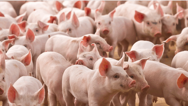 Varkensbedrijf stemactie