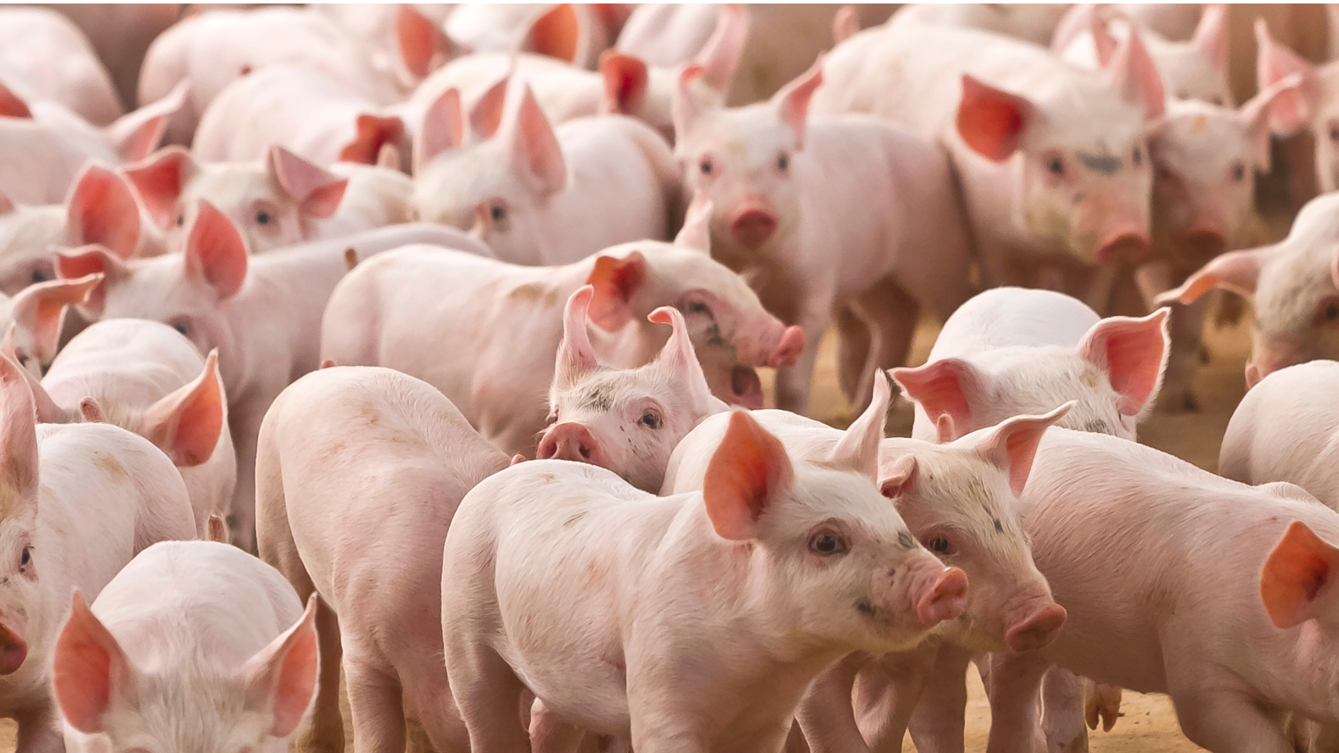 Varkensbedrijf stemactie