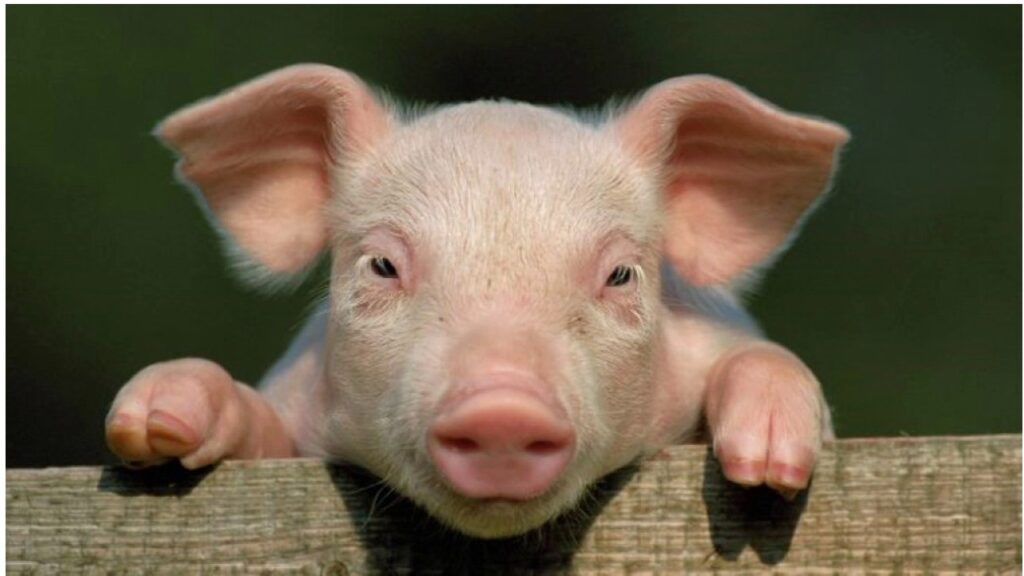 Animal-friendly livestock farming: what does this mean for your stable?