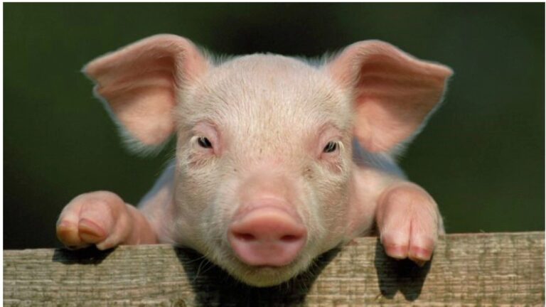 Animal-friendly livestock farming: what does this mean for your stable?