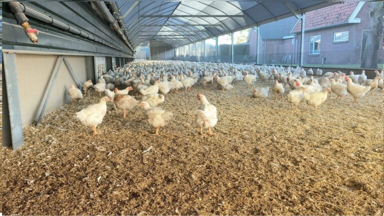 Wintergarten Pluimvee