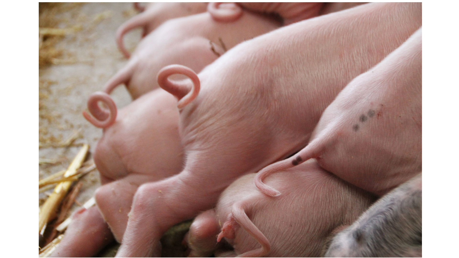 Het kompas naar lange varkensstaarten