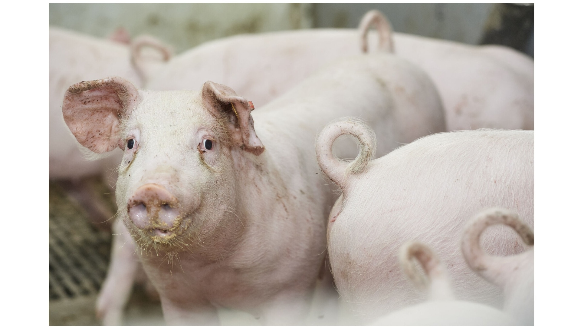 Vion im Vorfeld der Dutch Pork Expo 2025 für den Innovationspreis nominiert