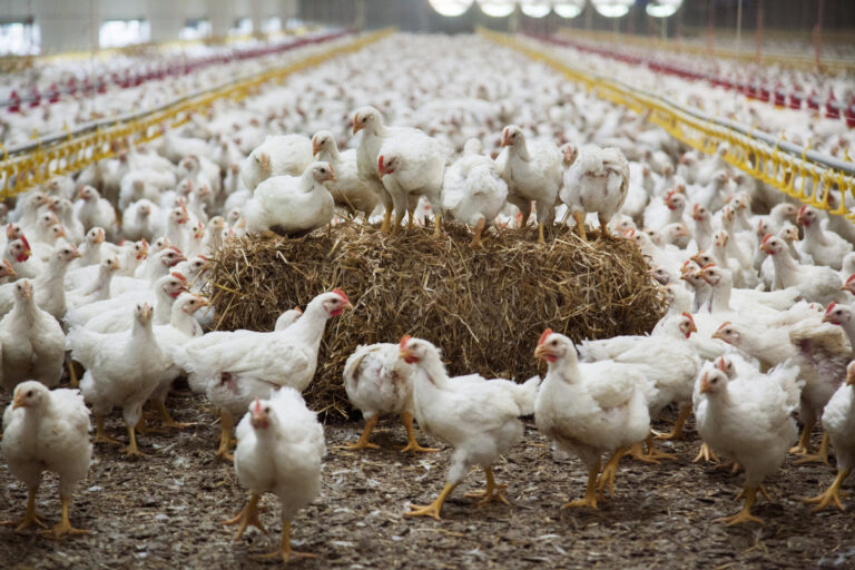 Hubbard Premium ouderdieren