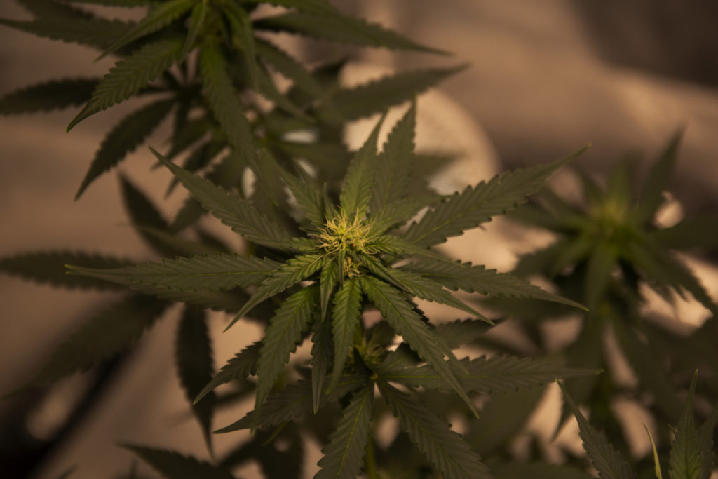 Green cannabis plant