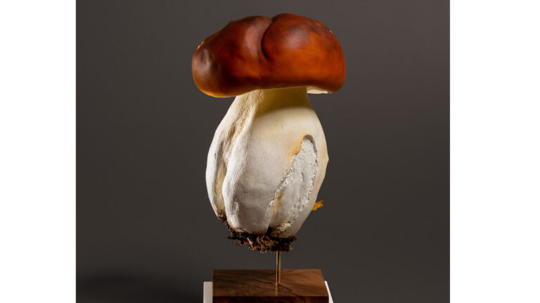 “Gulliver” champignon immortalisé par Véronique Clamot