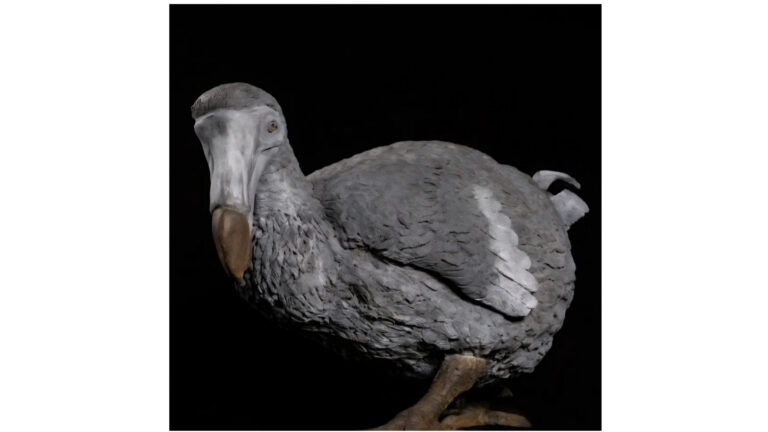 Savina Gillès de Pélichy