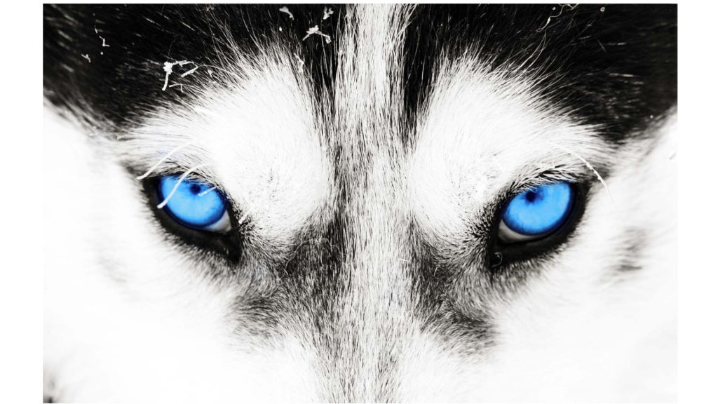 BlueLight Technology – In darkness, there is light