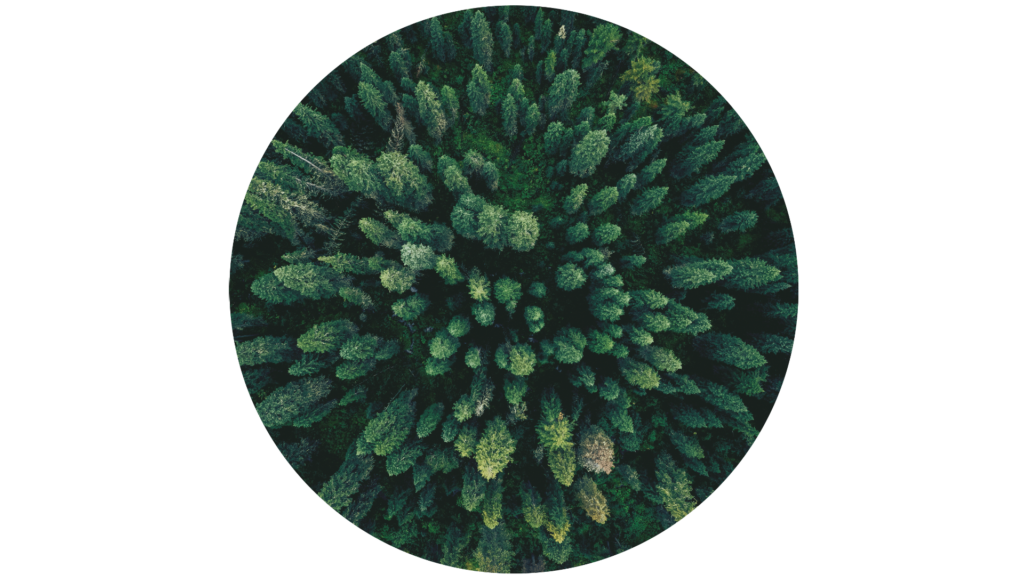 Consulting for EU Deforestation Regulation (EUDR): Sustainability and transparancy for your supply chain