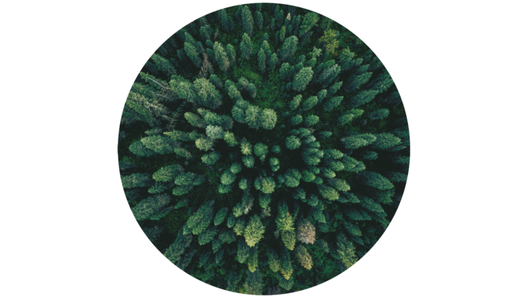 Consulting for EU Deforestation Regulation (EUDR): Sustainability and transparancy for your supply chain