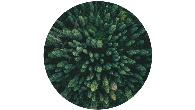 Beratung für EU Deforestation Regulation (EUDR): Nachhaltigkeit und Transparenz für Ihre Lieferkette