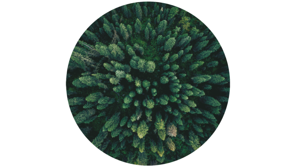 Beratung für EU Deforestation Regulation (EUDR): Nachhaltigkeit und Transparenz für Ihre Lieferkette