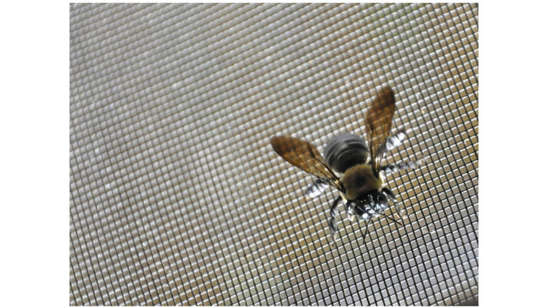 Insect Screening