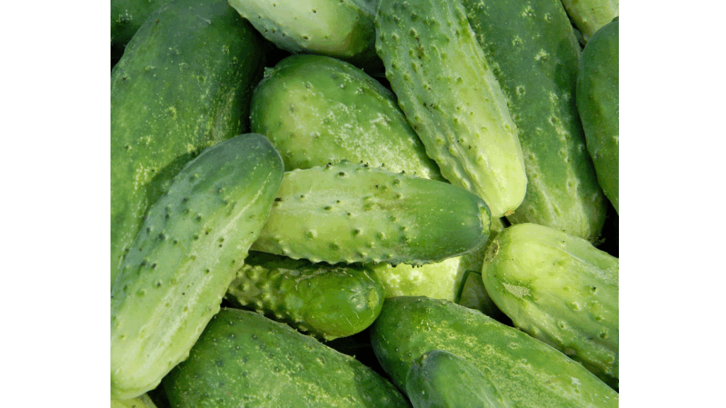 Organic cucumber