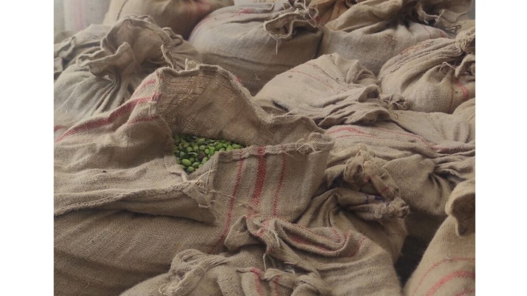 Ny olivskördesäsong 2024–2025!