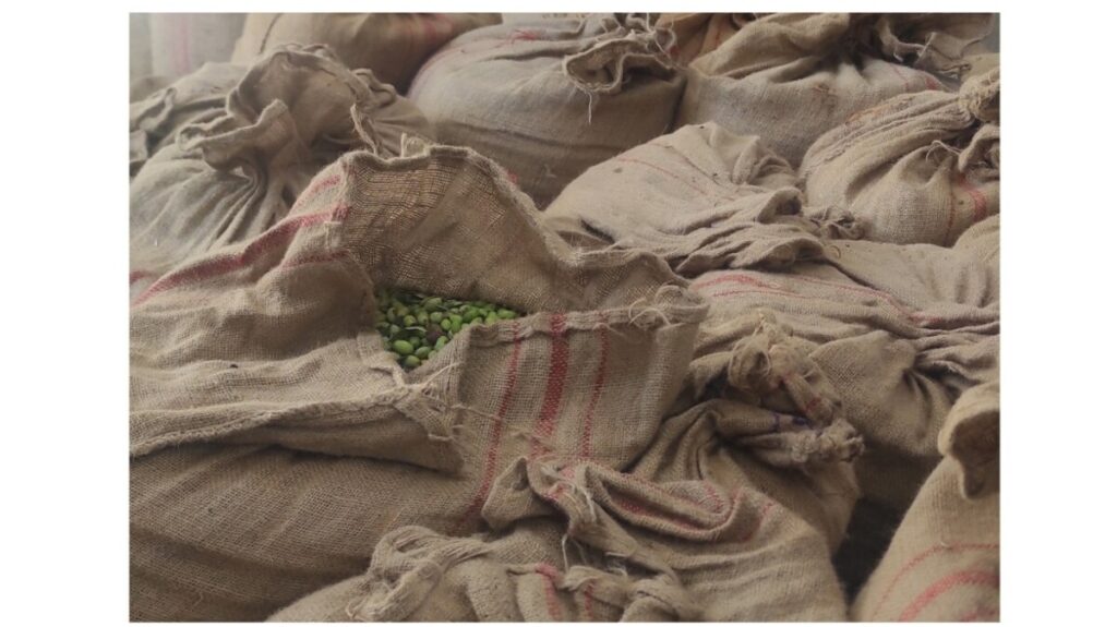 Ny olivskördesäsong 2024–2025!