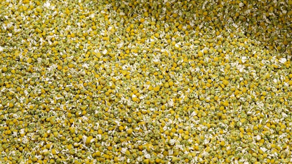Organic German chamomile (Matricaria recutita)