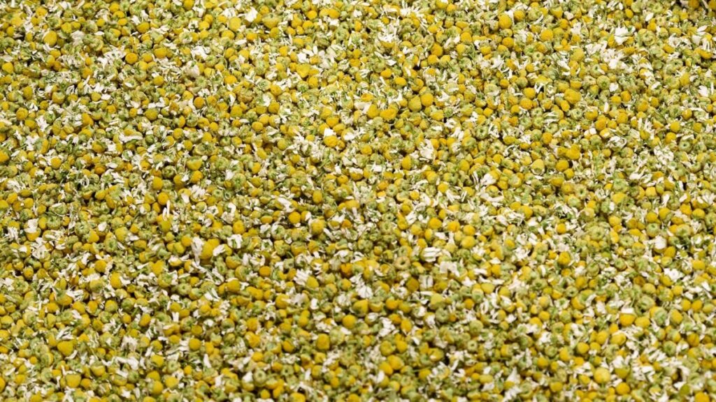 Ekologisk tysk kamomill (Matricaria recutita)