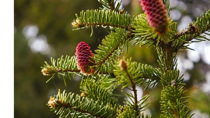 Ecocert-certifierad ekologisk gran (Picea abies) eterisk olja